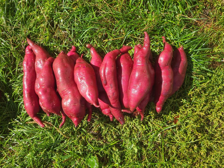 Клубні батату врожаю 2025 р.