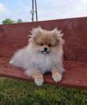 Pomeranian szpic miniaturowy