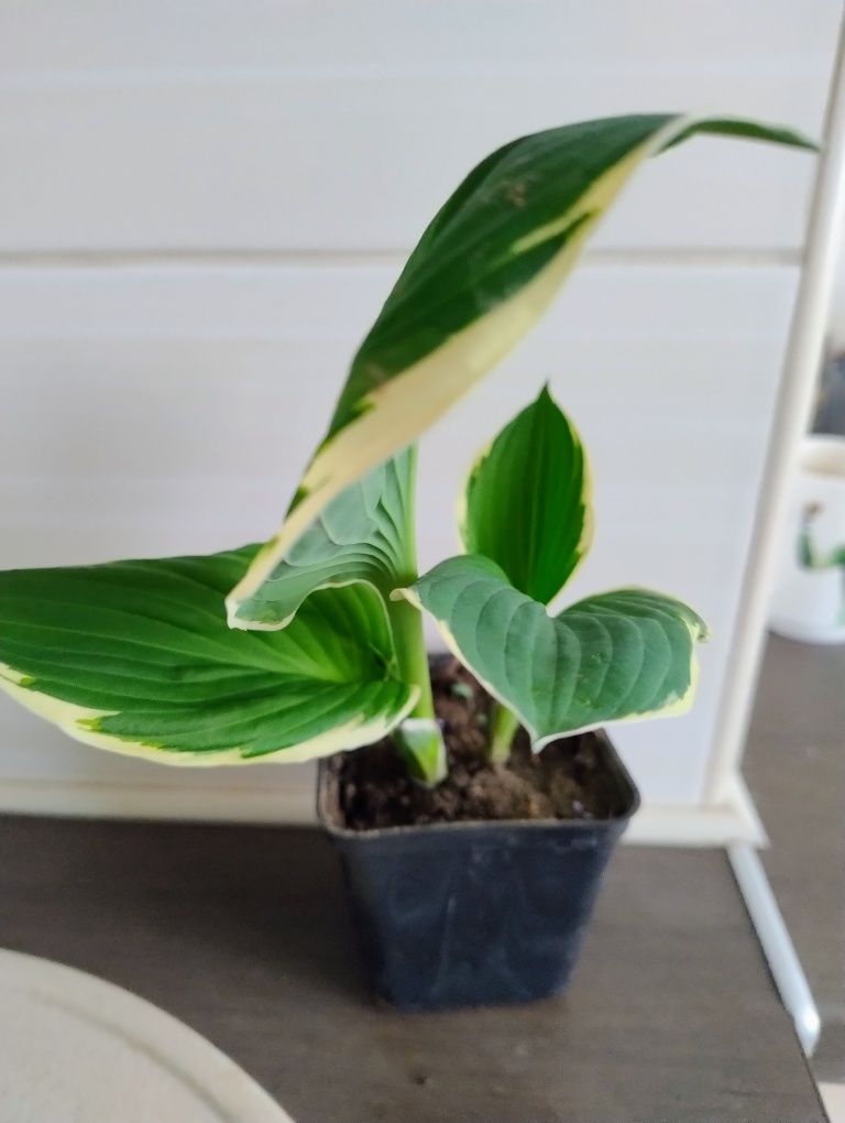 Funkia/hosta dwubarwna, zestaw 2 doniczek z roślinami
