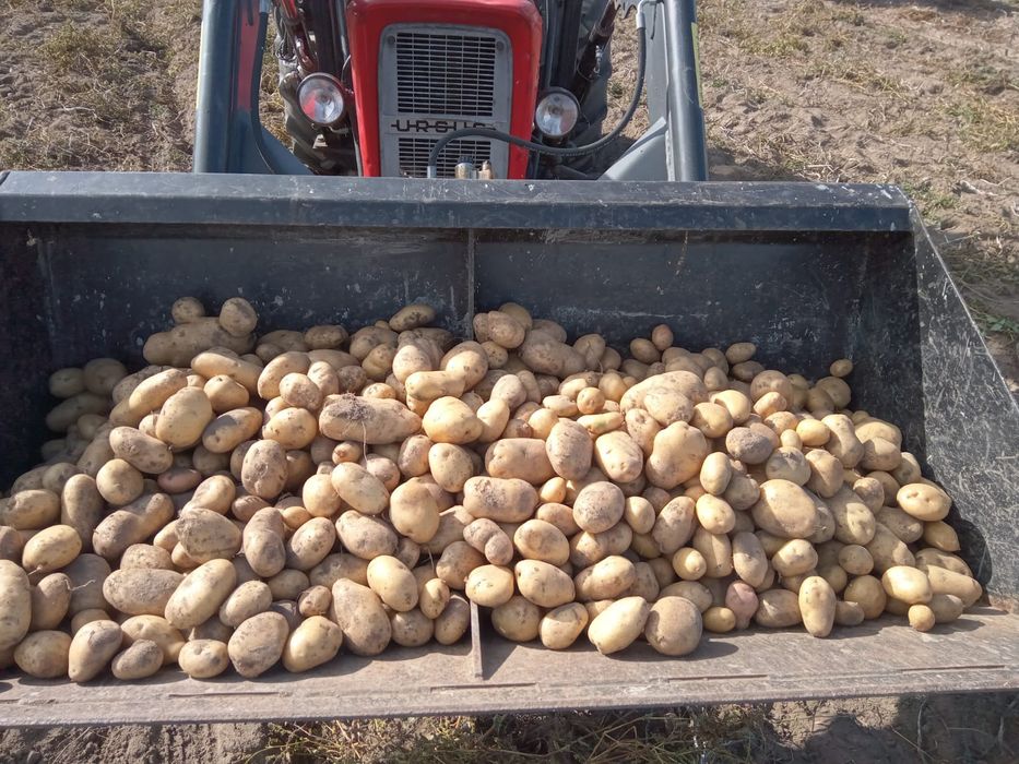Ziemniak jadalny smaczne zołte oraz jasnożółte