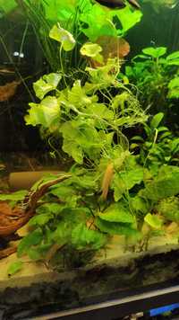 Roślina akwariowa lotos taiwan, duża sadzonka 40 cm, akwarystyka