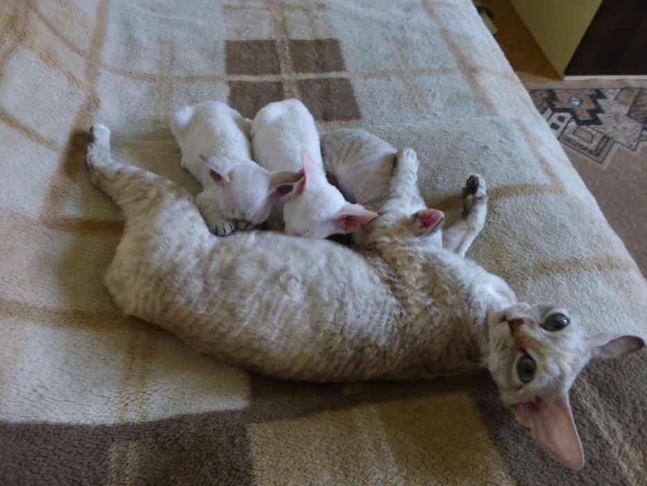 Кошенята Девон-рекс, готові до переїзду