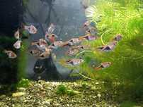 Razbora klinowa ryba