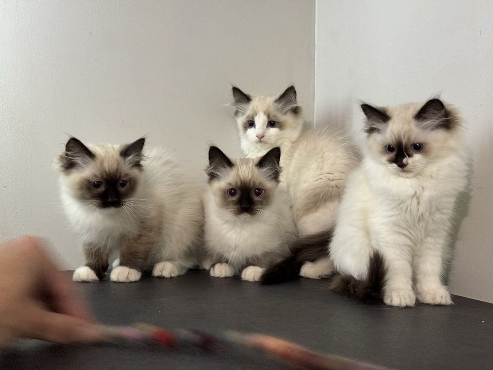 Kot kotka ragdoll kocięta kocurek