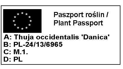 PIĘKNA Złota Thuja Danica Danika Gold Aurea kulka 4 letnia sadzonka