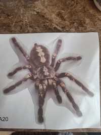 Наклейка винил 3D Павук
