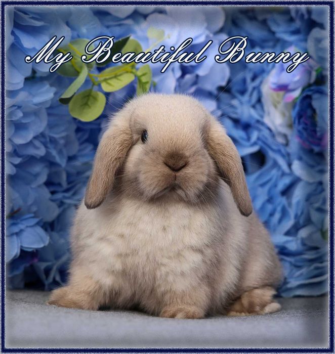 Młody Króliczek Mini Lop - Cream