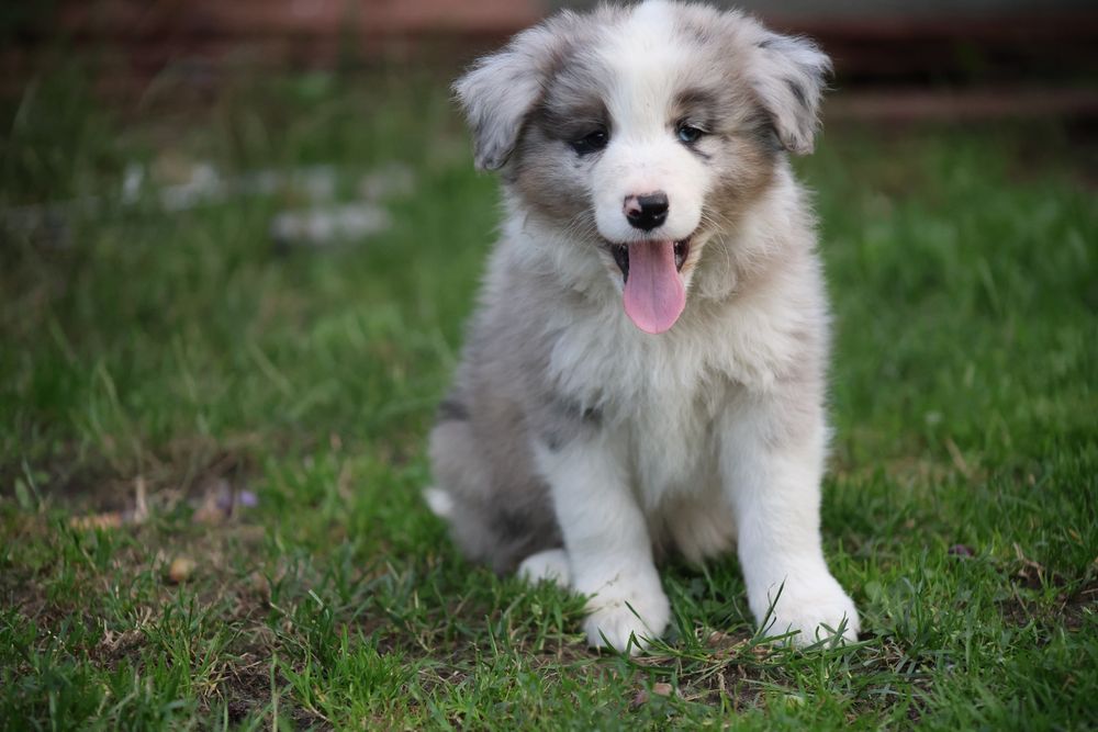 Szczeniaki Border Collie
