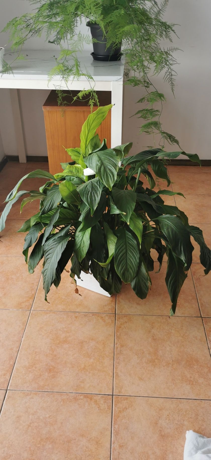 Várias plantas de interior e exterior