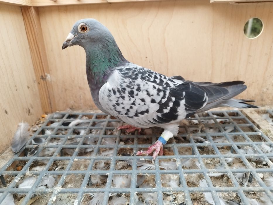 Gołębie pocztowe