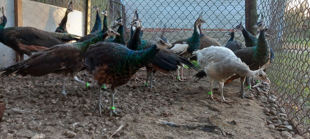 Paw pawie szmaragdowe 2025r