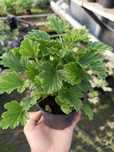Pelargonia pachnąca pomarańczowa
