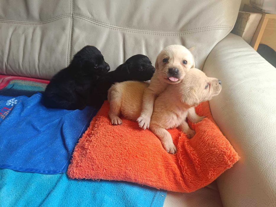 Labrador Retriever [ Bielsko - BIała ]