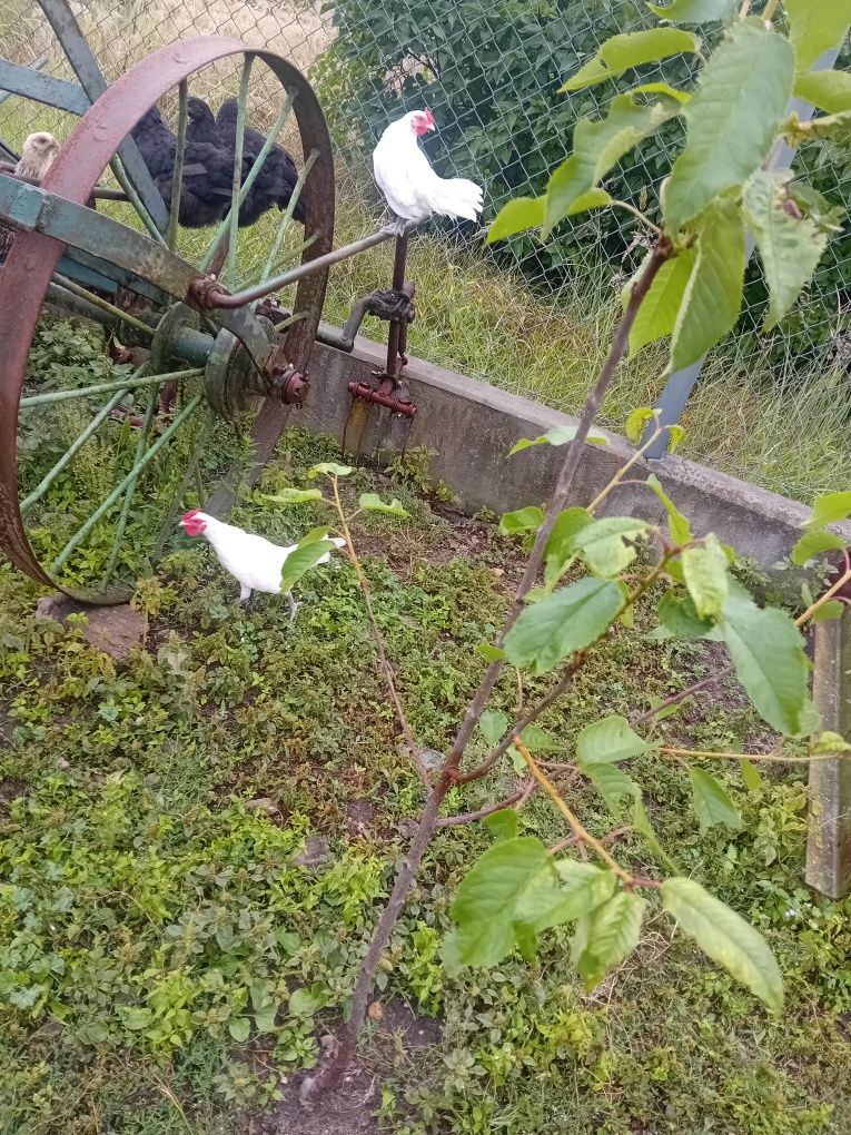 Koguty liliputki i zwykłe