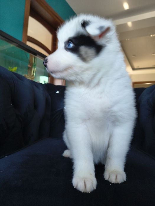 Suczka Aria łajka jakucka FCI metryka chip umowa wyprawka do odbioru