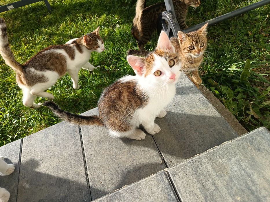 Koty kilku miesięczne