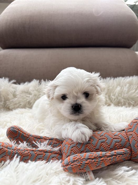 Maltańczyk-maltańczyki.