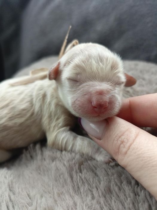 Prześliczny piesek maltipoo