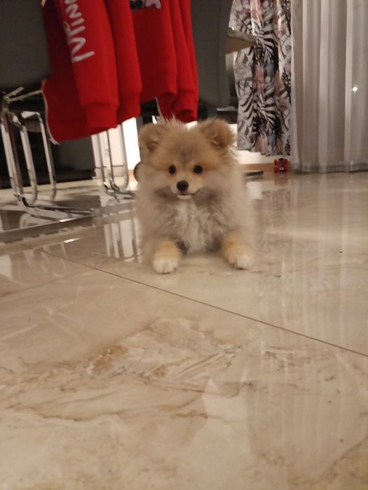 Szpic miniaturowy pomeranian