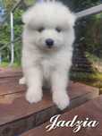 Samoyed ZKwP/FCI - dziewczynka