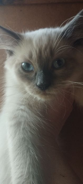 Тайські котики Актуальне