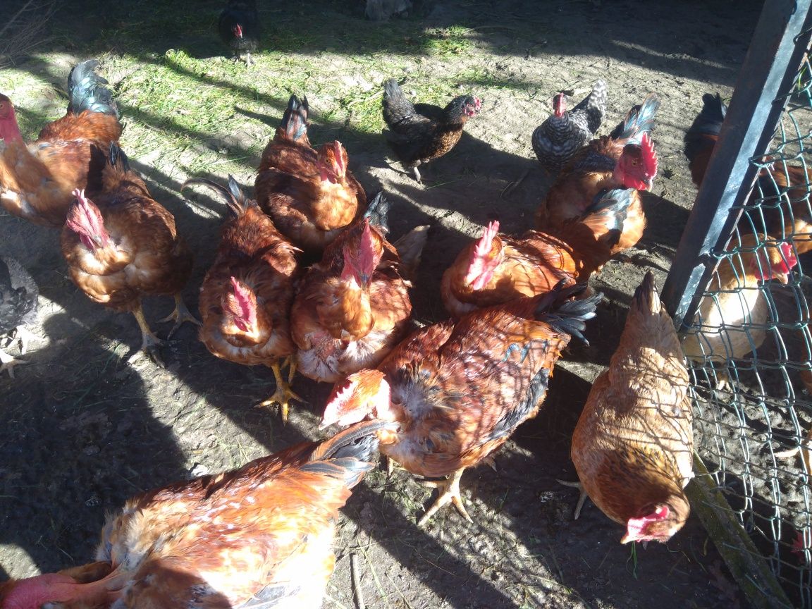 Frangos do campo boa qualidade para pica no chão