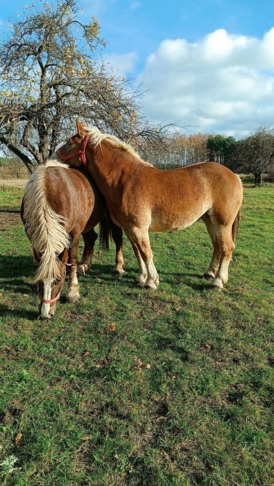 Dwie klacze zimnokrwiste