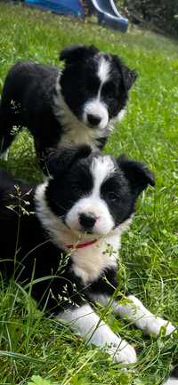 Szczeniak Border Collie GOTOWY DO ODBIORU