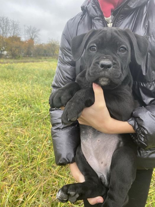 Продам цуценят Кане-Корсо