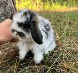 Mini lop teddy karzełek króliczki miniaturowe z legalnej hodowli