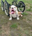Buldog angielski szczeniak