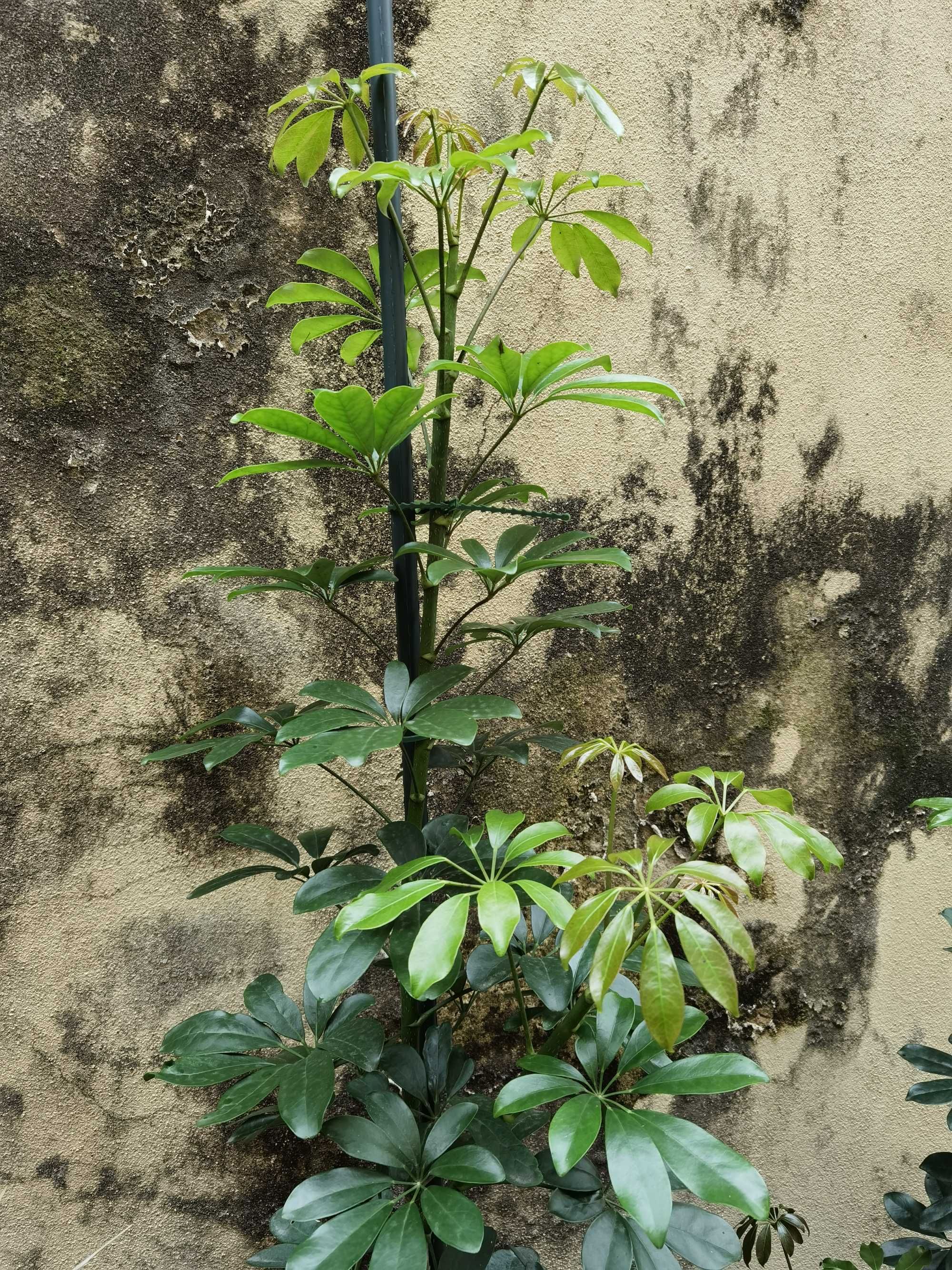 Schefflera, Planta Grande, Planta Alta, decoração, plantas, jardim