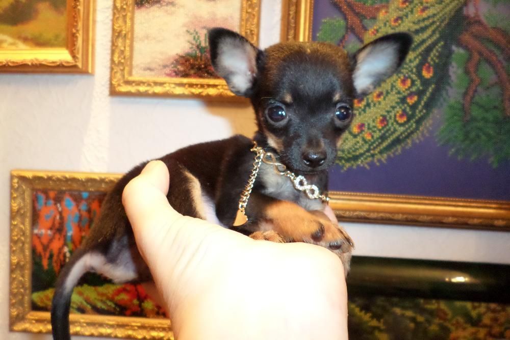 Четыре сыночка и лапочка-дочка! КСУ/FCI!Породные и здоровые малыши!