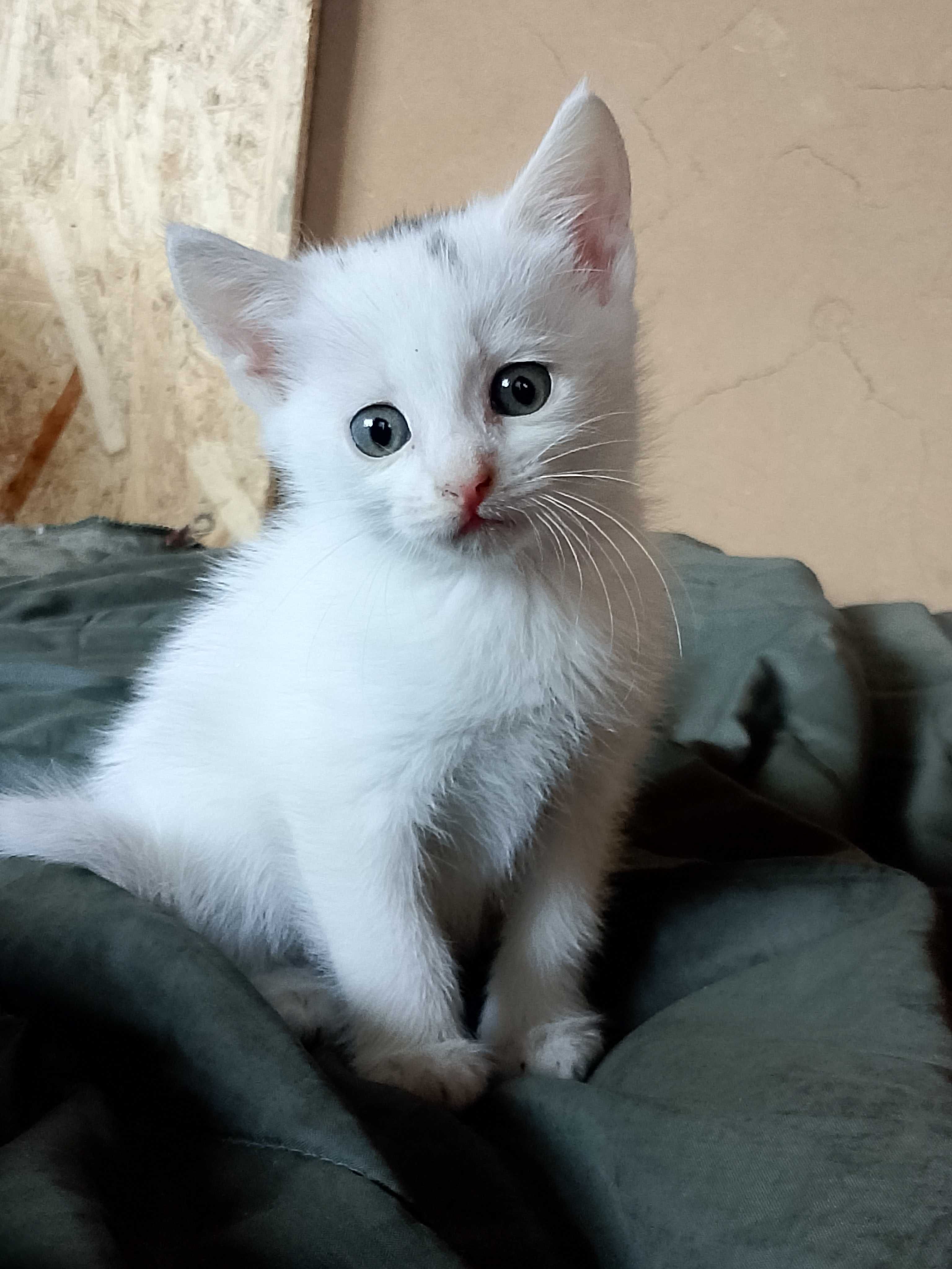 Кошенята безкоштовно