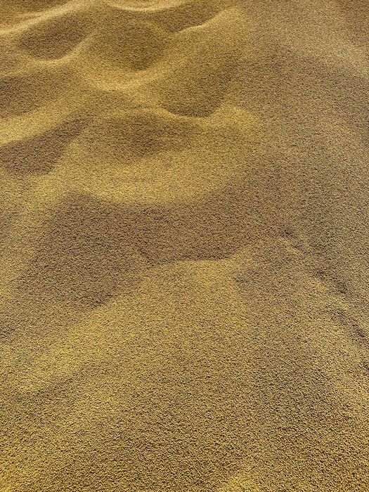 Продам гірчицю 2025