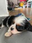 Cavalier king charles spaniel fci