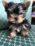 Yorkshire terrier sunia