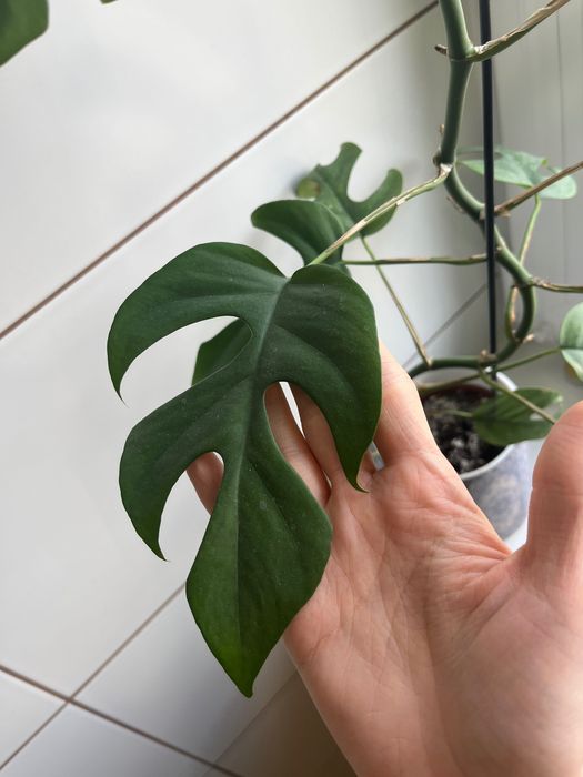 Rhaphidophora tetrasperma, Monstera 'Minima', filodendron 'Minima'