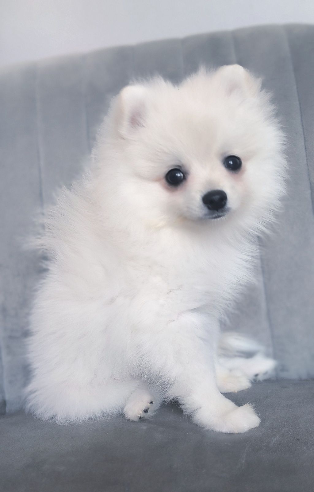 Szpic Miniaturowy - Pomeranian - Biała dziewczynka!