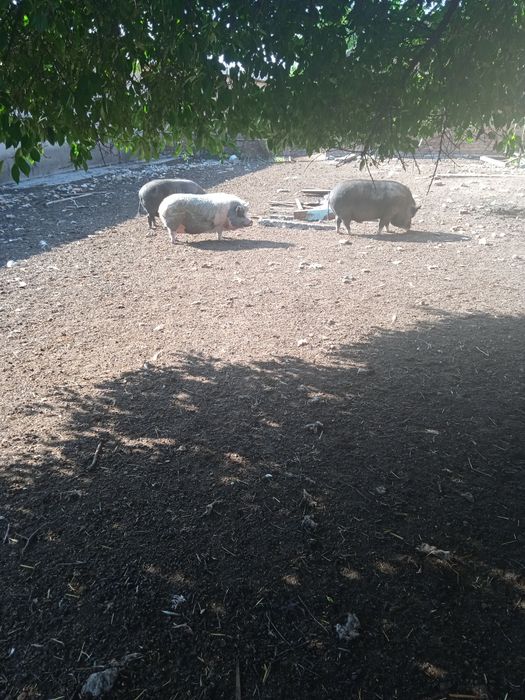 Свині вислобрюхі схрещені з дикими