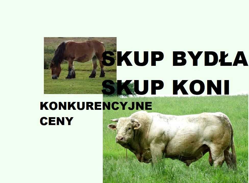 Skup KONI, żywca