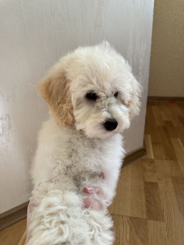 Bichpoo, poochon pies gotowy do odbioru. Pudel red, bichpn frise