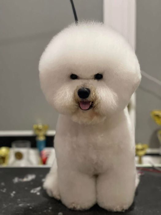 Бішон фрізе Грумінг