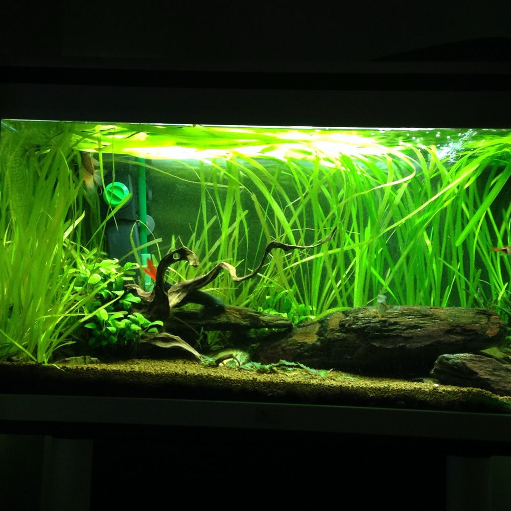 Vendo vallisneria gigantea