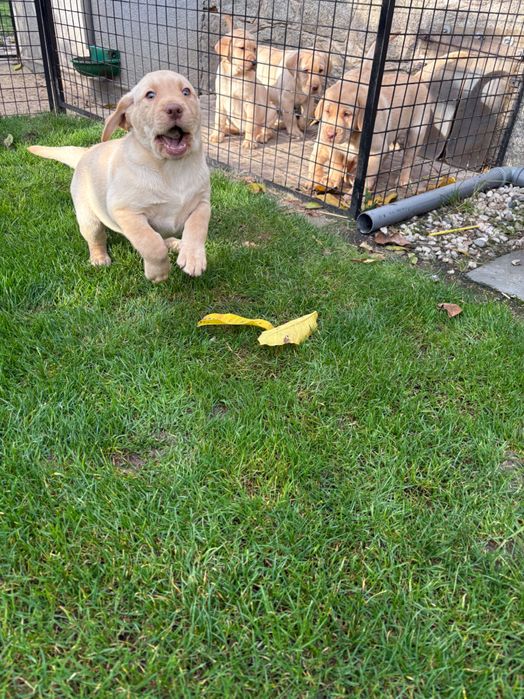 Labrador Retriever biszkoptowa suczka !