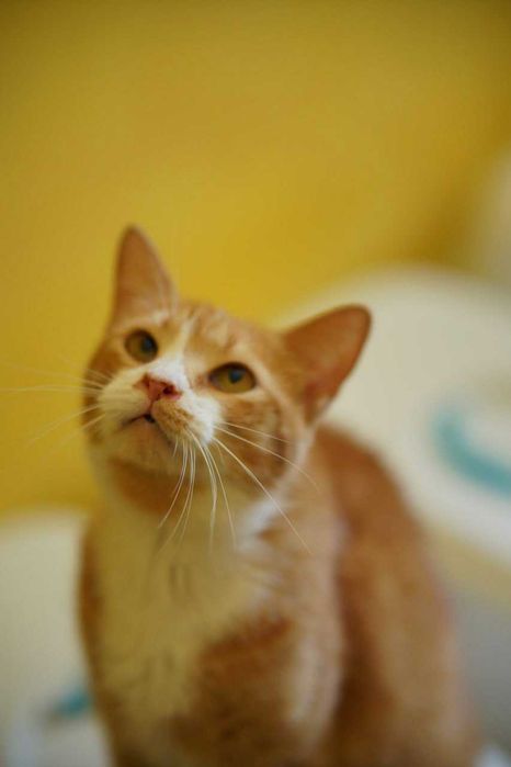 КЕКСІК в пошуках родини! Кіт, кастров 2 рочки