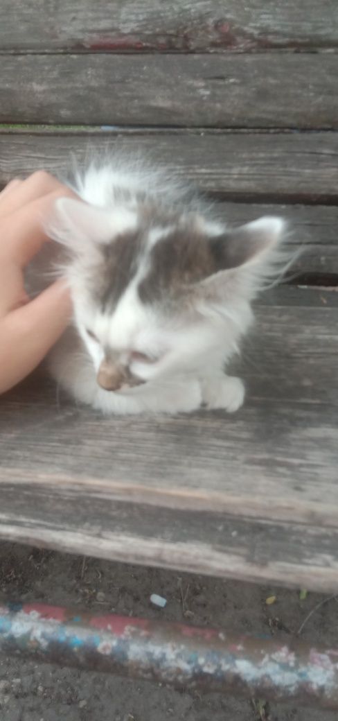 СРОЧНО отдам котенок даром. Кошка бесплатно. Кошечка. Котята.