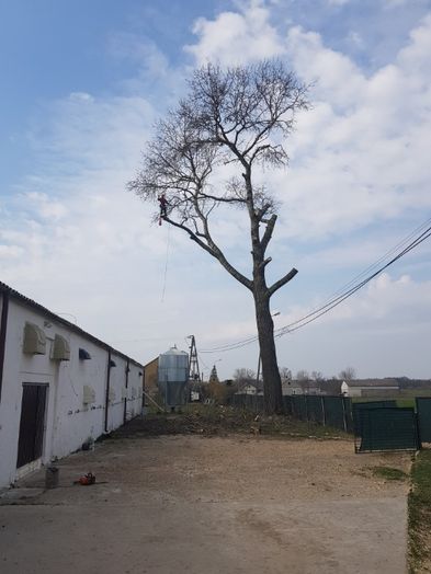 Wycinka i Przycinka Drzew Metodą Alpinistyczną