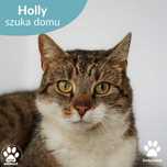 Śliczna kotka Holly do adopcji, pręgowana piękność!