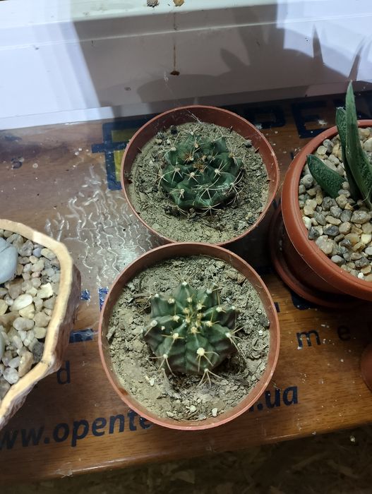 Продам кактусы Gymnocalycium mihanovichii cv. Hibotan